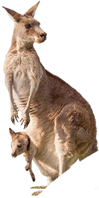 kangaroo