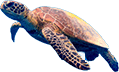s_turtle