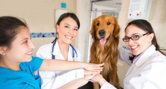 一群獸醫護士以及一隻狗