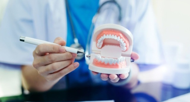 牙醫拿著牙齒模型