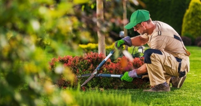景觀園藝設計師在修剪植物