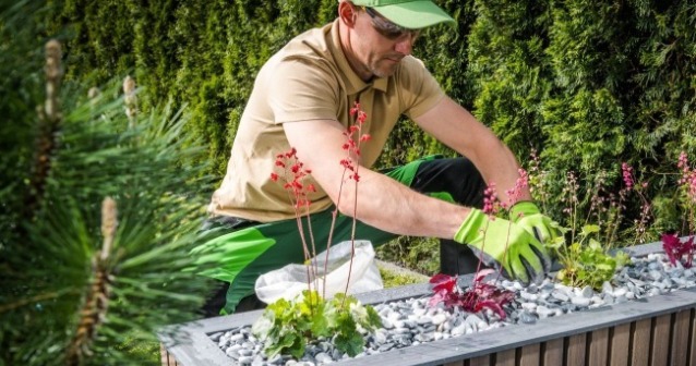 景觀園藝設計師正在整理植栽