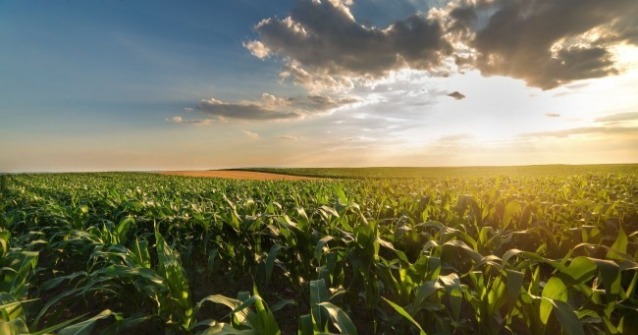 一片農田的風景